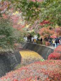 Maple Leaf Festival @ Momiji Corridor 🇯🇵