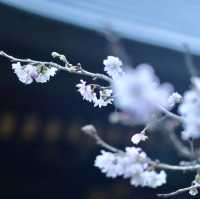 ภูเขามิตะเกะ Mitage ome 