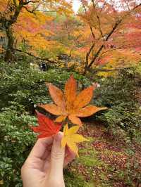 《不能錯過的圓光寺》