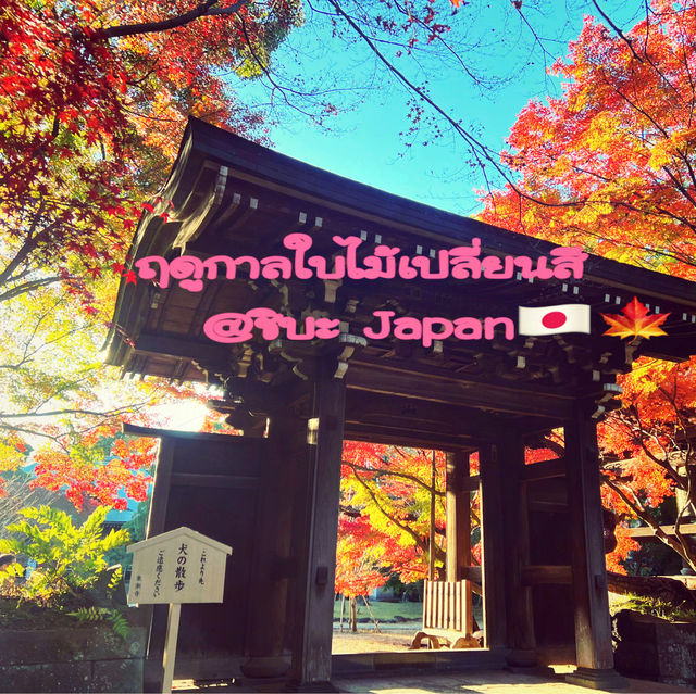 ฤดูกาลใบไม้เปลี่ยนสี🍁