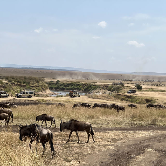 肯亞🇰🇪動物大遷徙🦓馬賽馬拉國家公園