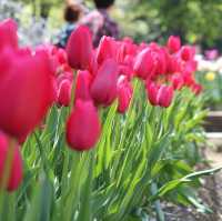 Tonami Tulip Park 💐🌷