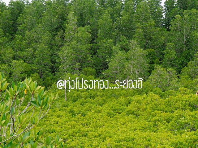 ทุ่งโปรงทอง ระยองฮิ 🌿