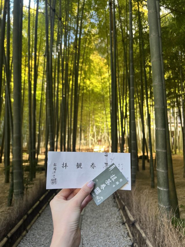 【鎌倉】竹林を見ながらお抹茶が飲めるおすすめスポット🎋🍵