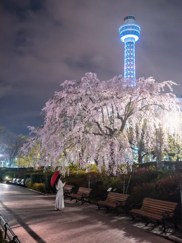 【春の横浜もおすすめ！✨】神奈川県で見れるおすすめの桜スポット！🌸