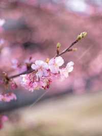 【京都府/伏見】京都で行きたい人気の早咲き桜スポット
