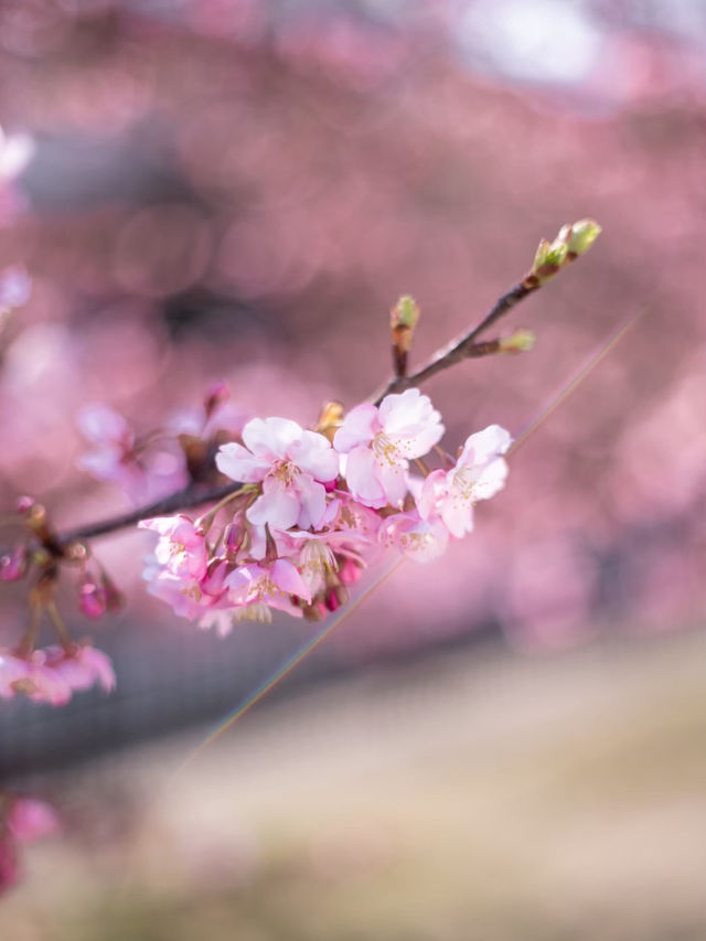 【京都府/伏見】京都で行きたい人気の早咲き桜スポット