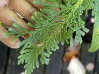 An array of rare and stunning leaves.