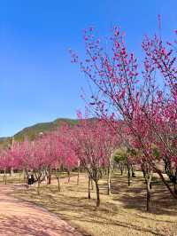 아름다운 홍매화 꽃들을 볼 수 있는 구례 공원🌸💗
