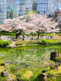 都会的な風景と桜のコラボが美しい、東京ミッドタウンと六本木ヒルズ