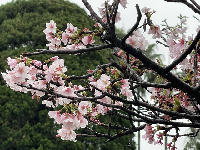 Sakura’s Beauty like nowhere else Sakura blooms at Chiang Kai Shek Memorial Hall Park, Taiwan