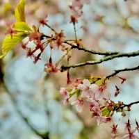 河津桜並木