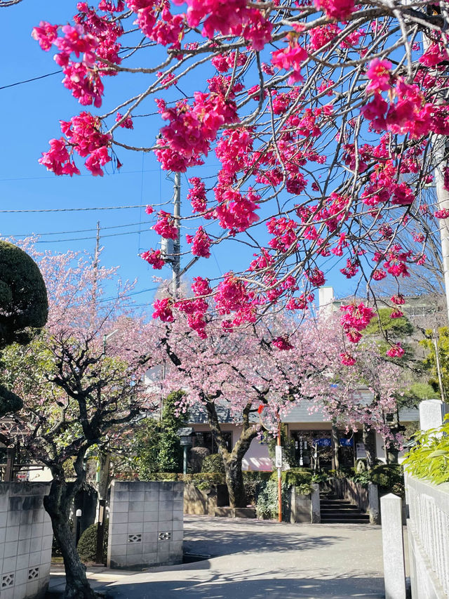 【密蔵院/埼玉県】満開の桜を早めに見られる「安行桜」