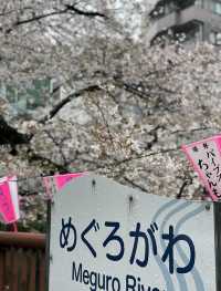 雨の日も晴れの日も🌸中目黒の桜の穴場の時間