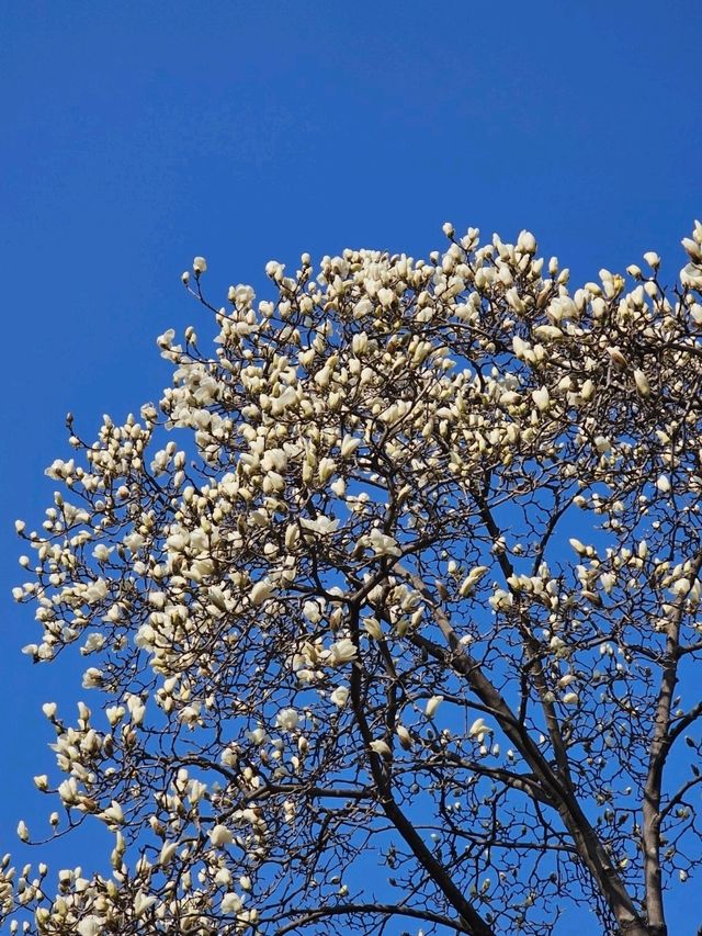 봄데이트는 역시 꽃놀이💐