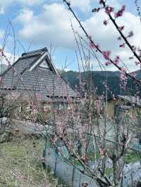櫻花季就是要來日本～ 美山茅屋群初現櫻花
