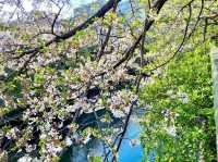 Meguro River Cherry Blossoms Promenade