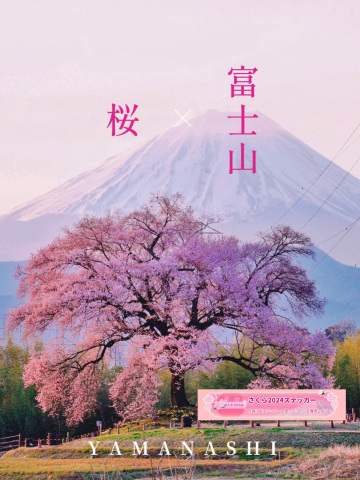 圧巻のわに塚の一本桜🌸×富士山🏔 | Trip.com 韮崎