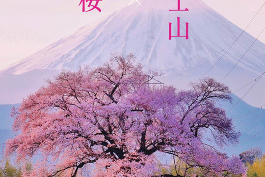圧巻のわに塚の一本桜🌸×富士山🏔 | Trip.com 韮崎