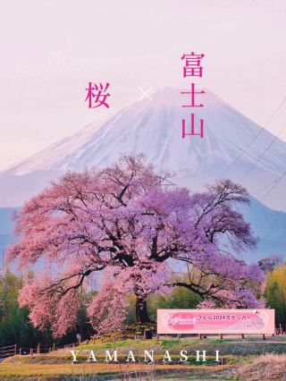 令人驚嘆的鱷塚單株櫻花×富士山