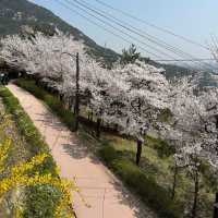 인왕산 자락길에서 즐기는 벚꽃놀이🌸