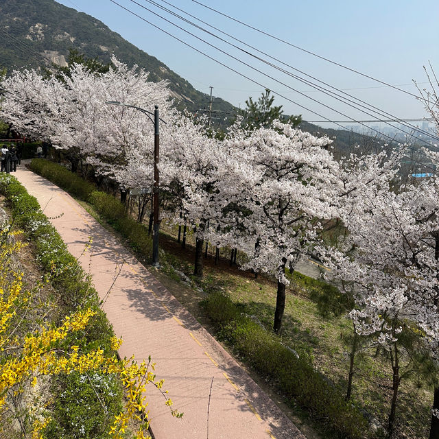 인왕산 자락길에서 즐기는 벚꽃놀이🌸