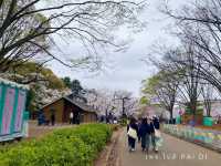 สวนโยโยกิ Yoyogi Park 🌸