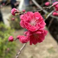 充滿櫻花模式🌸嘅強羅公園