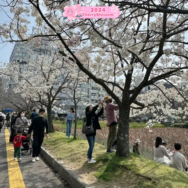 Garnishing 🤩the city with Cherry Blossom 🌸