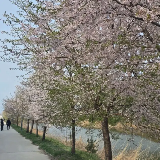 벚껓길에서 즐기는 경포호 뷰 카페