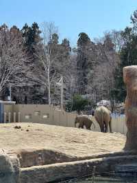 暢遊市區動物園🙉北海道圓山動物園🫶🏻