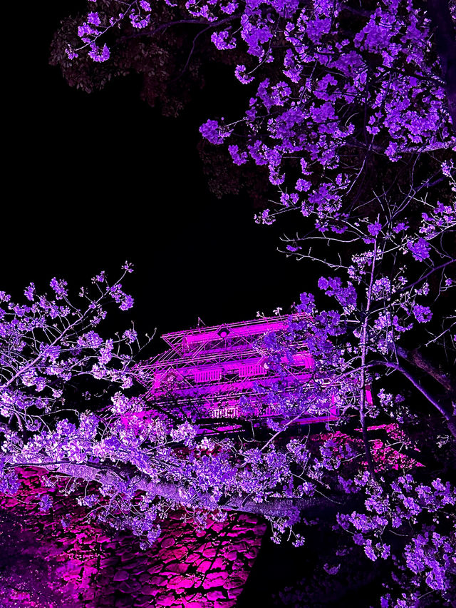 후쿠오카 벚꽃 여행 🌸