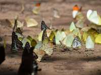 The Park that are famous for Butterflies 