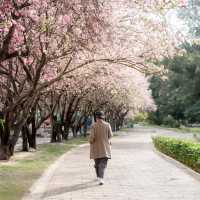 ซากุระจีนสวยมาก ดอกฉุยซือไห่ถางในสวนสาธารณะ 