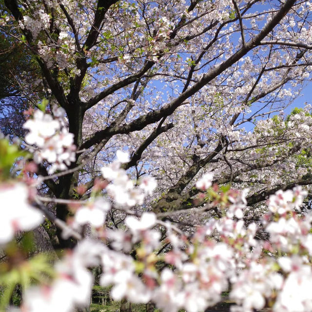 【日韓春天好去處】上田公園：絕景櫻花