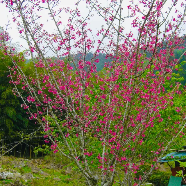 Beauty of Alishan's cherry blossom spectacle🌸
