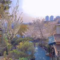 桜レポ🌸ソウル📍南山タワー
