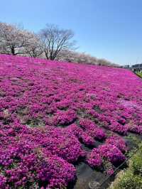 Akabane Sakuratsutsumi Park
