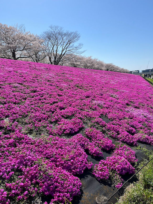 Akabane Sakuratsutsumi Park