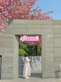 실시간 가득 만개한 부산 유엔공원 겹벚꽃🌸💖