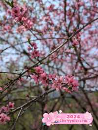 Cherry Blossoms in Alpaca World