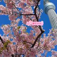晴空塔下絢爛的櫻花-獨特的都會美景