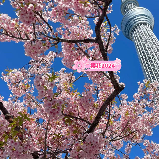 晴空塔下絢爛的櫻花-獨特的都會美景