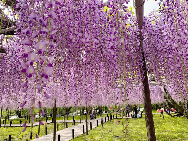 ชมดอกวิสทีเรีย (Wisteria) ใกล้นาโกย่า🪻