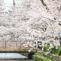 【京都】河原町エリアから徒歩でいける高瀬川の桜スポット