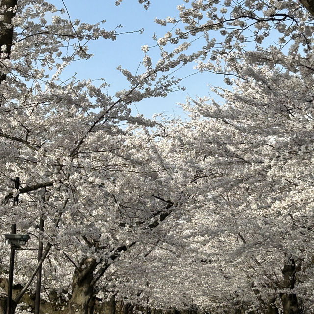 弘前公園のソメイヨシノ