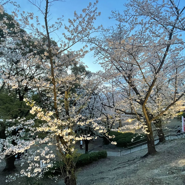 大池公園さくら2024