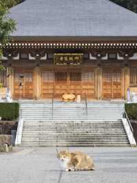 福井縣沿線越前武生站，嘆海鮮前往名貓寺