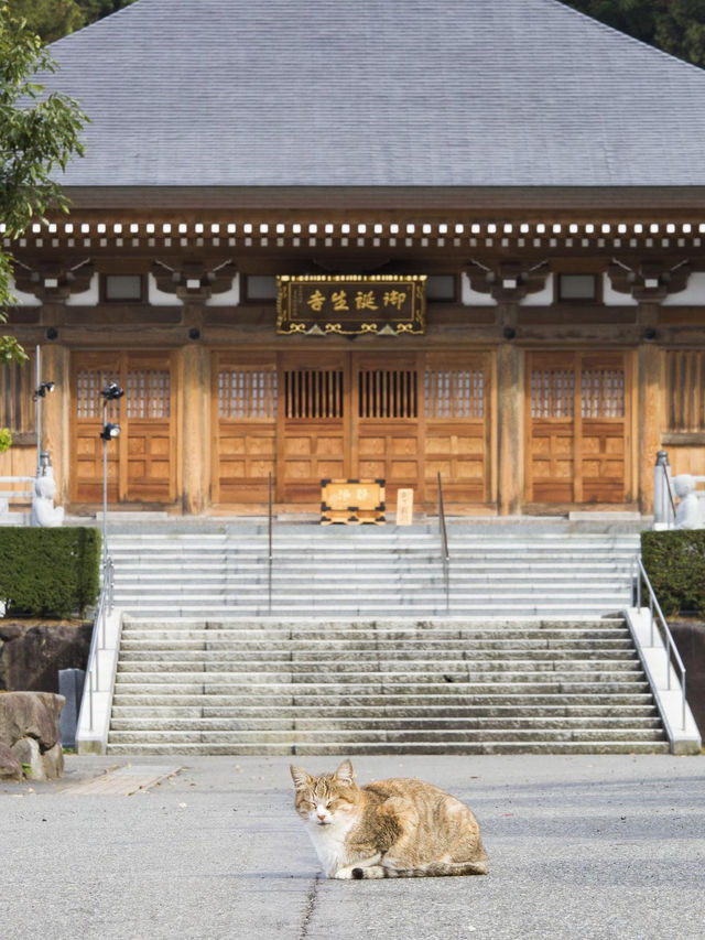 福井縣沿線越前武生站，嘆海鮮前往名貓寺