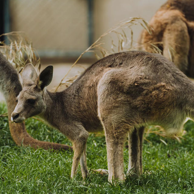 【大阪景點】天王寺動物園：不容錯過！